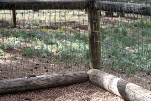 TIBETAN MASTIFF FENCING